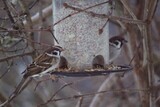 Pilfink (Passer montanus)