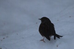 Hedge Accentor (Prunella modularis)