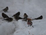 Gråsisik (Carduelis flammea)