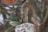 Kjøttmeis (Parus major)