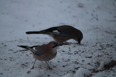 Nøtteskrike (Garrulus glandarius)