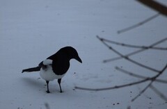 Eurasian Magpie (Pica pica)