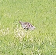 Storspove (Numenius arquata)