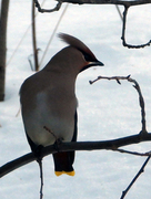Bohemian Waxwing (Bombycilla garrulus)