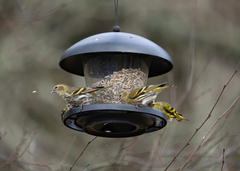 Grønnsisik (Carduelis spinus)