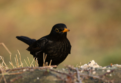 Svarttrost (Turdus merula)