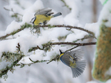 Blåmeis (Cyanistes caeruleus)