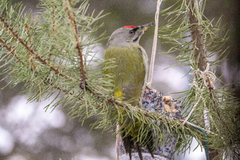 Grey-headed Woodpecker (Picus canus)