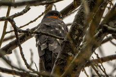 Spurvehauk (Accipiter nisus)