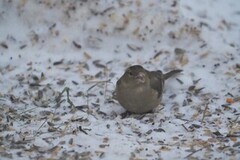 Chaffinch (Fringilla coelebs)