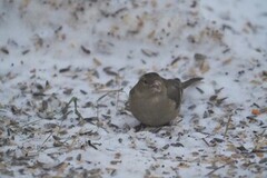 Bokfink (Fringilla coelebs)