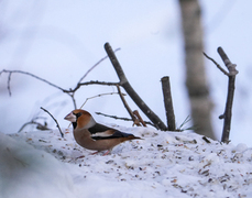 Hawfinch (Coccothraustes coccothraustes)