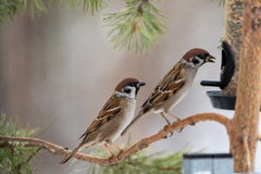 Eurasian Tree Sparrow (Passer montanus)