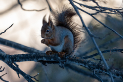 Eurasian Red Squirrel (Sciurus vulgaris)