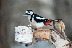 Great Spotted Woodpecker (Dendrocopos major)