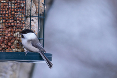 Willow Tit (Poecile montanus)