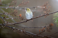 Eurasian Siskin (Spinus spinus)