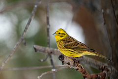 Yellowhammer (Emberiza citrinella)