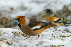 Hawfinch (Coccothraustes coccothraustes)