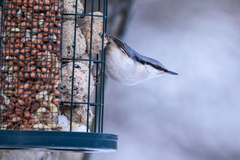 Nuthatch (Sitta europaea)