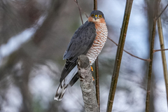 Eurasian Sparrowhawk (Accipiter nisus)