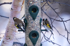 European Goldfinch (Carduelis carduelis)