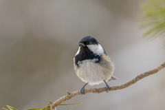 Coal Tit (Periparus ater)