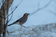 Nøtteskrike (Garrulus glandarius)