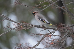 Bohemian Waxwing (Bombycilla garrulus)
