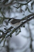 Marsh Tit (Poecile palustris)