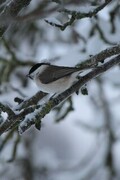 Løvmeis (Poecile palustris)