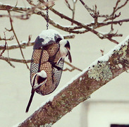 Stjertmeis (Aegithalos caudatus)