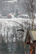 Ravn (Corvus corax)