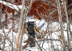 European Goldfinch (Carduelis carduelis)