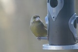 Grønnfink (Carduelis chloris)