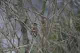 Bjørkefink (Fringilla montifringilla)