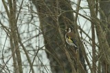 Stillits (Carduelis carduelis)