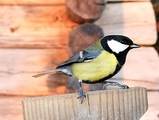 Kjøttmeis (Parus major)