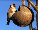 Stillits (Carduelis carduelis)