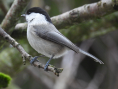 Willow Tit (Poecile montanus)