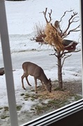 Roe Deer (Capreolus capreolus)