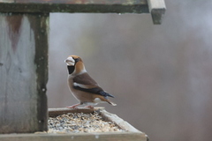 Hawfinch (Coccothraustes coccothraustes)