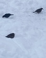 Svarttrost (Turdus merula)