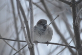 Gråspurv (Passer domesticus)