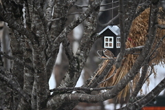 Eurasian Tree Sparrow (Passer montanus)