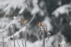 Stillits (Carduelis carduelis)