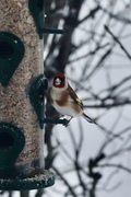 Stillits (Carduelis carduelis)