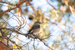 Common Crossbill (Loxia curvirostra)