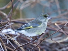 European Greenfinch (Chloris chloris)