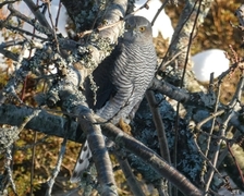 Spurvehauk (Accipiter nisus)